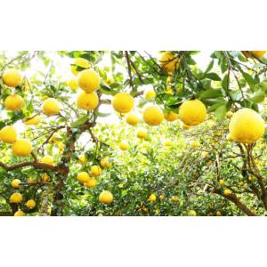 ふるさと納税 果物類 みかん 愛媛県 愛南町 ...の詳細画像2