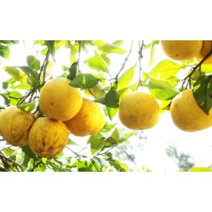 ふるさと納税 果物類 みかん 愛媛県 愛南町 ...の詳細画像3