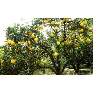 ふるさと納税 果物類 みかん 愛媛県 愛南町 ...の詳細画像4