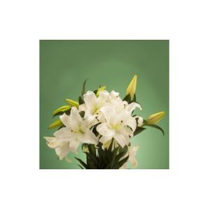 ふるさと納税 花・苗木 花束 神奈川県 小田原...の詳細画像3