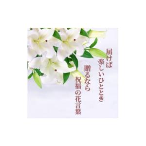 ふるさと納税 花・苗木 花束 神奈川県 小田原...の詳細画像3