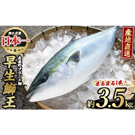 ふるさと納税 鹿児島県 長島町 テレビで紹介されました！長島町特産「鰤王」早生鰤王ラウンド(約3.5...