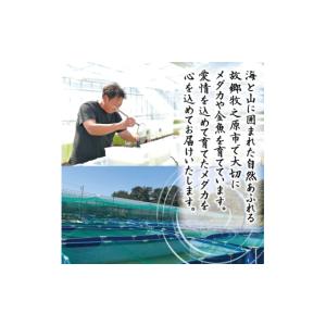 ふるさと納税 生き物 静岡県 牧之原市 129...の詳細画像2