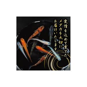 ふるさと納税 生き物 静岡県 牧之原市 129...の詳細画像3