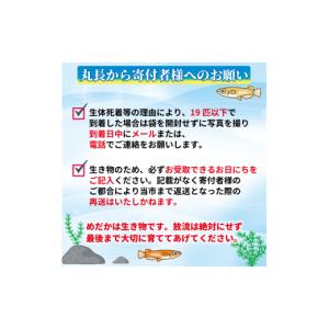 ふるさと納税 生き物 静岡県 牧之原市 129...の詳細画像4