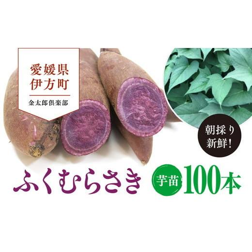 ふるさと納税 愛媛県 伊方町 【先行受付】朝採り新鮮！金太郎倶楽部のふくむらさき　芋苗（100本）｜...