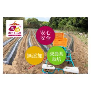 ふるさと納税 干し芋 茨城県 鹿嶋市 数量限定...の詳細画像3