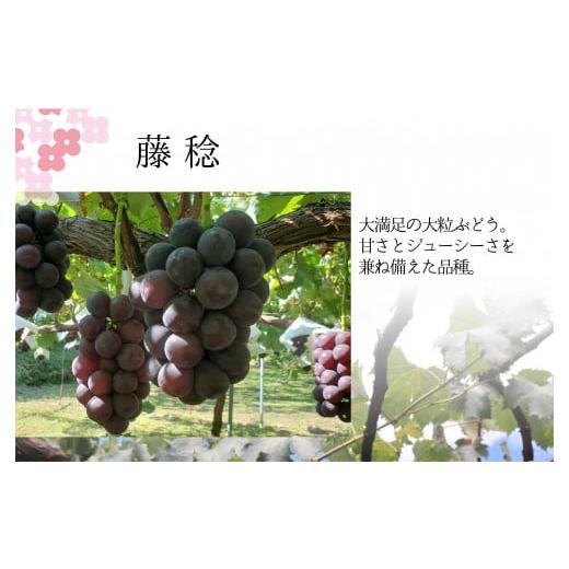 ふるさと納税 ぶどう 山梨県 笛吹市  26年発送先行予約 ふじみのり2.0kg相当 157-029...