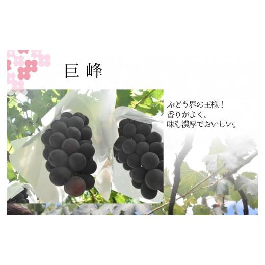 ふるさと納税 ぶどう 巨峰 山梨県 笛吹市  2026年発送 先行予約 巨峰2.0kg相当 157-...