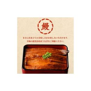 ふるさと納税 うなぎ 鹿児島県 東串良町 01...の詳細画像2