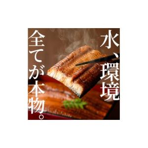 ふるさと納税 うなぎ 鹿児島県 東串良町 01...の詳細画像3