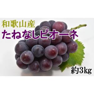ふるさと納税 果物類 ぶどう 和歌山県 かつらぎ町 新鮮・産直 和歌山かつらぎ町産たねなしピオーネ約3kg 2026年8月中旬〜2026年9月中旬頃に順次発送予定 TM12…