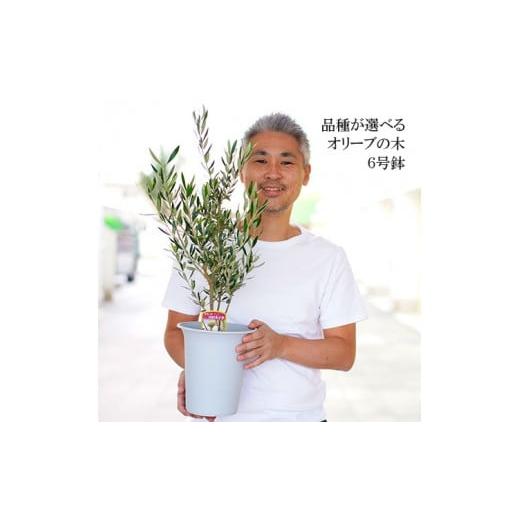ふるさと納税 花・苗木 茨城県 古河市 コラティーナ オリーブの木 6号鉢 シンボルツリー 観葉植...