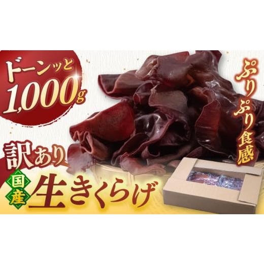 ふるさと納税 セット・詰合せ 福岡県 桂川町 福岡県産 生きくらげ 1kg 木耳 キクラゲ 国産 訳...