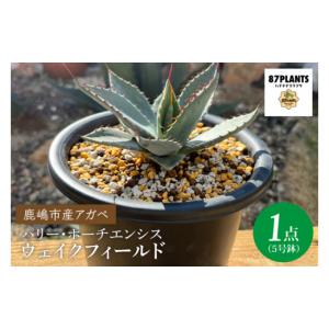 ふるさと納税 鹿嶋市産アガベ！パリー・ホーチエンシス『ウェイク