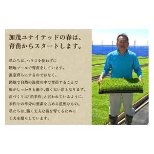 ふるさと納税 米 新潟県 加茂市 令和8年産新...の詳細画像3