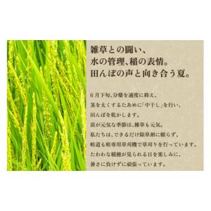 ふるさと納税 米 新潟県 加茂市 令和8年産新...の詳細画像4