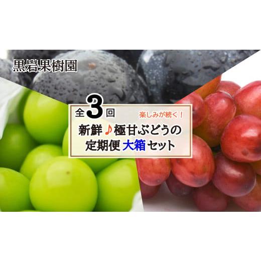 ふるさと納税 長野県 須坂市 [No.5657-3926]【新鮮♪極甘ぶどうの定期便（大箱セット）】...