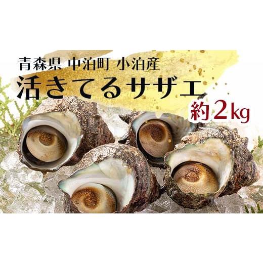 ふるさと納税 サザエ 青森県 中泊町 活きてるサザエ 約2kg 卓立水産 天然 貝 つぶ さざえ 栄...