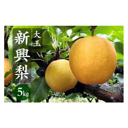 ふるさと納税 梨 京都府 京丹後市  先行予約／数量限定80 京丹後産 新興梨 大玉 5kg（6〜1...