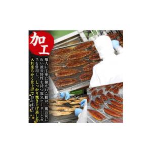 ふるさと納税 うなぎ 鹿児島県 出水市 i93...の詳細画像5