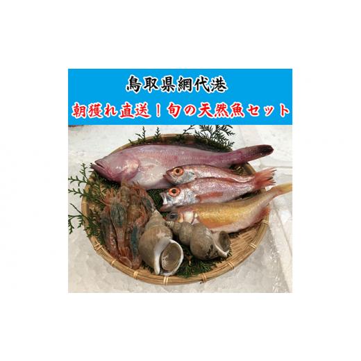 ふるさと納税 魚貝類 鳥取県 岩美町 鳥取網代港 朝獲れ直送 旬の天然魚セット さかなや新鮮組 ｜鳥...