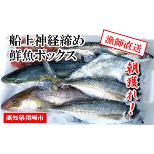 ふるさと納税 高知県 須崎市 【 船上 神経締め 鮮魚 ボックス 】朝獲れ 直送 大漁コース (20...