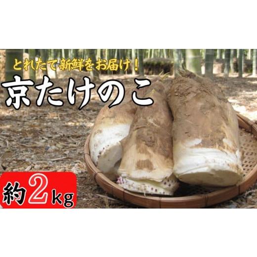 ふるさと納税 京都府 - 期間限定 京たけのこ 約2kg 2〜6本 ( 家庭用向き ) 筍 掘りたて...