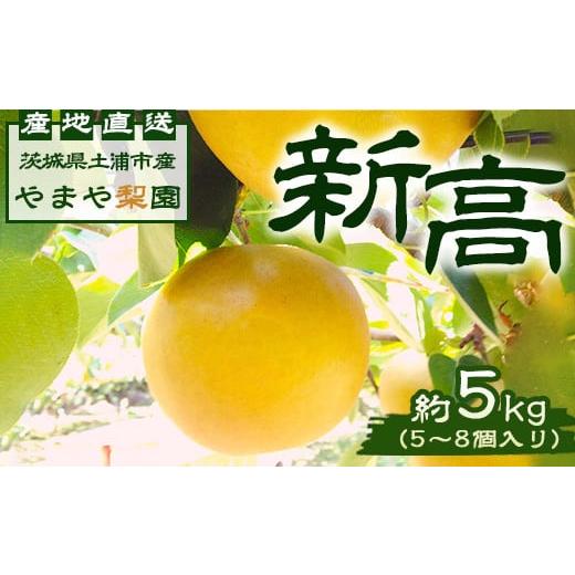 ふるさと納税 茨城県 土浦市 【先行予約】新高約5kg（5〜8個入） ※2024年9月中旬〜9月下旬...