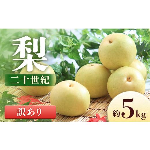 ふるさと納税 梨 長野県 豊丘村  2026年発送先行予約 梨 二十世紀 訳あり 約5kg 8〜16...