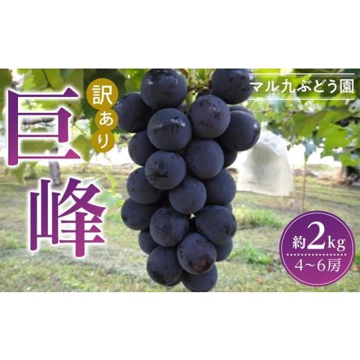 ふるさと納税 愛知県 大府市 【訳あり・数量限定】 巨峰（種あり）約2kg 〔2024年8月上旬より...