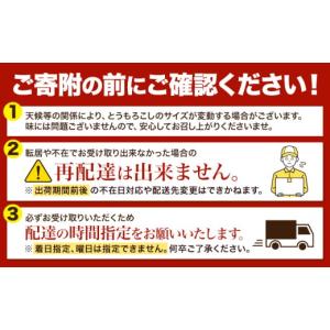 ふるさと納税 とうもろこし 北海道 名寄市 極...の詳細画像4