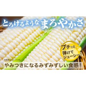 ふるさと納税 とうもろこし 北海道 名寄市 と...の詳細画像2