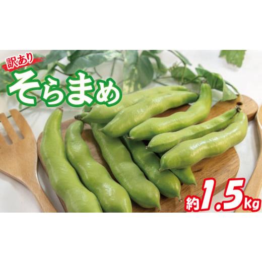 ふるさと納税 愛媛県 松山市 【期間限定】 訳あり そら豆 約1.5kg ( 訳あり 野菜 ソラマメ...