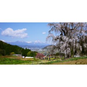 ふるさと納税 ぶどう マスカット 長野県 高山...の詳細画像5