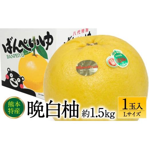 ふるさと納税 熊本県 八代市 【先行予約】 晩白柚Lサイズ 1玉入り 約1.5kg 【2024年12...