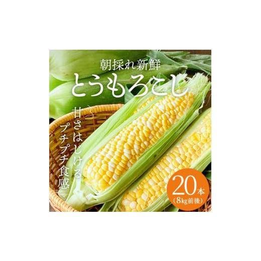 ふるさと納税 兵庫県 加西市 朝どり とうもろこし 20本（8kg前後）よしよし畑 農家直送