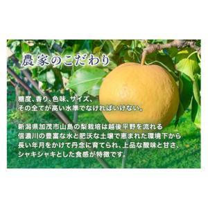 ふるさと納税 梨 新潟県 加茂市 2026年先...の詳細画像2