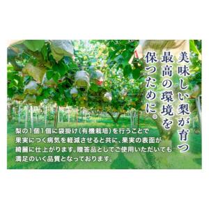 ふるさと納税 梨 新潟県 加茂市 2026年先...の詳細画像4