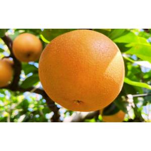 ふるさと納税 梨 新潟県 三条市 先行予約 和...の詳細画像2