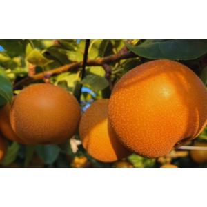 ふるさと納税 梨 新潟県 三条市 先行予約 和...の詳細画像4