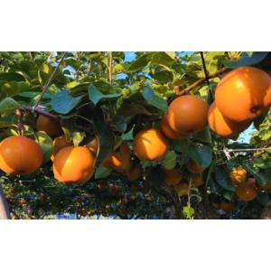 ふるさと納税 梨 新潟県 三条市 先行予約 和...の詳細画像5