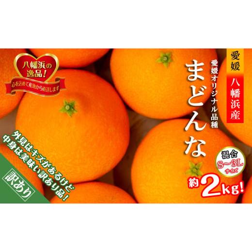ふるさと納税 みかん・柑橘類 愛媛県 八幡浜市 2025年11月より発送開始　ぷるぷる食感 「まどん...
