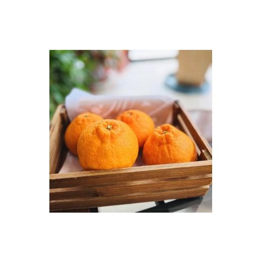 ふるさと納税 みかん・柑橘類 デコポン 和歌山県 上富田町 有田育ちの濃厚不知火(ご家庭用) 約10...