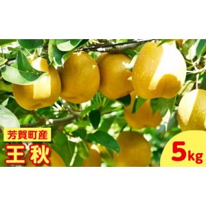 ふるさと納税 梨 栃木県 芳賀町 先行予約 栃木県芳賀町産「王秋」約5kg | 梨 なし 果物 フルーツ 秋の味覚 産地直送 期間限定 季節限定 季節商品 送料無料 栃…