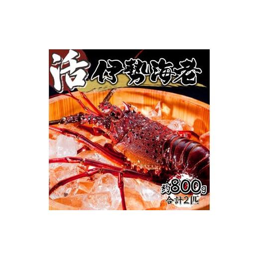 ふるさと納税 エビ 伊勢エビ 宮崎県 串間市 HRISI-80 先行予約 数量限定 宮崎県串間産伊勢...