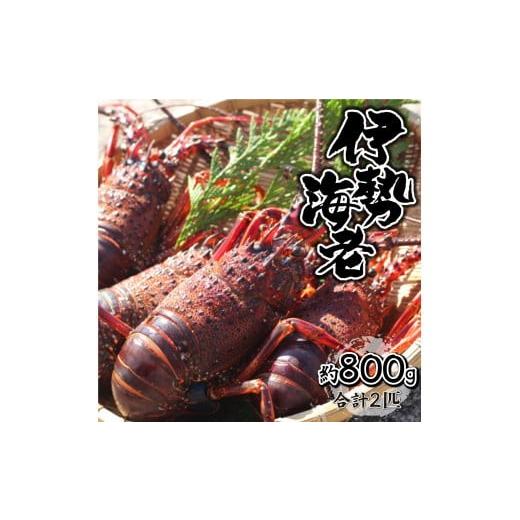 ふるさと納税 エビ 伊勢エビ 宮崎県 串間市 HRISR-80 先行予約 生冷凍・数量限定 宮崎県串...