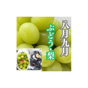 ふるさと納税 みかん・柑橘類 香川県 坂出市 ...の詳細画像4