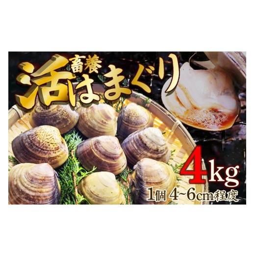 ふるさと納税 しじみ・あさり・蛤 蛤（はまぐり） 京都府 京丹後市 畜養活はまぐり 4kg　蛤 はま...