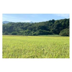 ふるさと納税 玄米 茨城県 石岡市 令和7年産...の詳細画像4